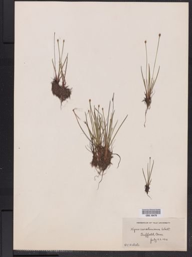Plantae