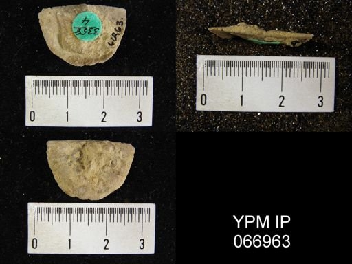 Strophonella reversa