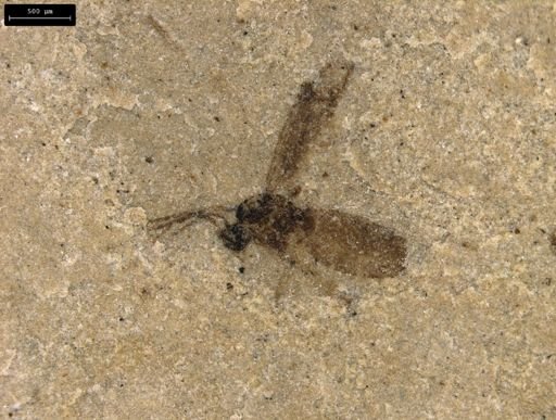 taxon undetermined