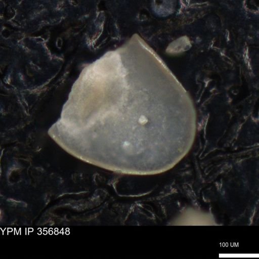 undet. Ostracoda