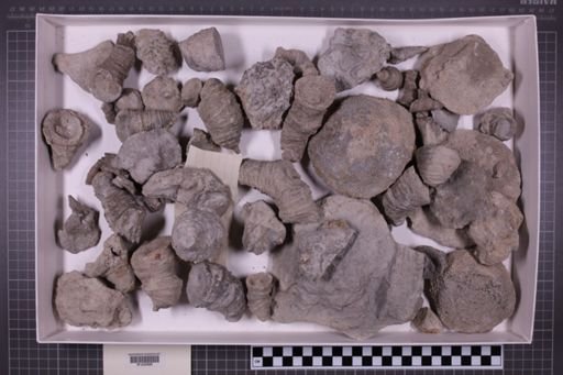 mixed taxa, stratigraphic collection
