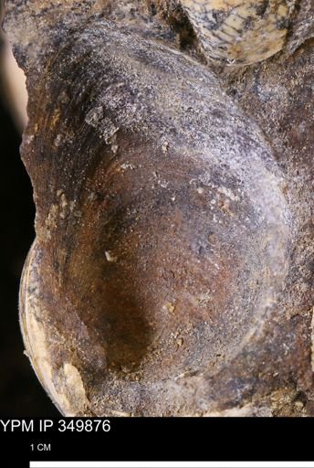 undet. Bivalvia
