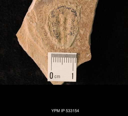 Elrathia kingi