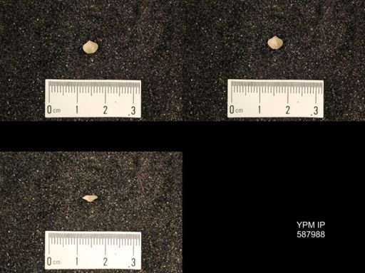 Zygospira modesta