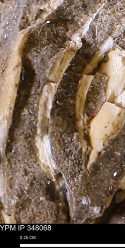 undet. Mollusca