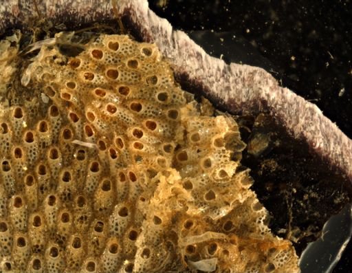 Cryptosula pallasiana