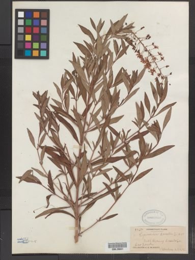 Plantae