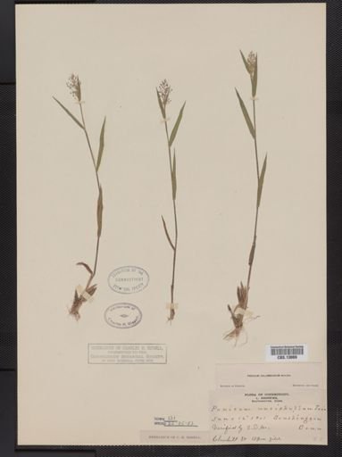 Panicum columbianum