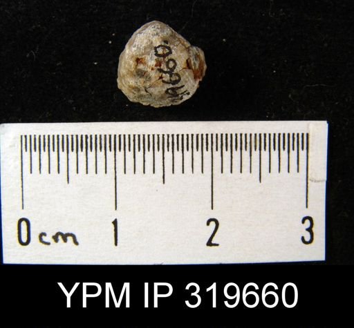 Productus pertenuis