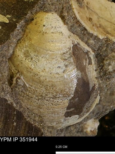 Limopsis striatopunctatus