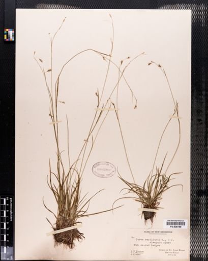 Carex capillaris