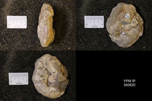 Scaphites sp.