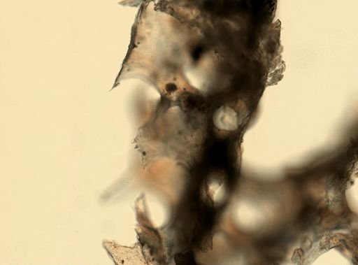 Astrosclera