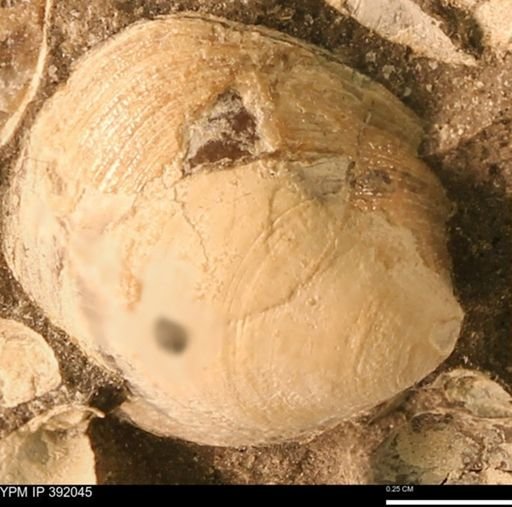 Protocardia sp.