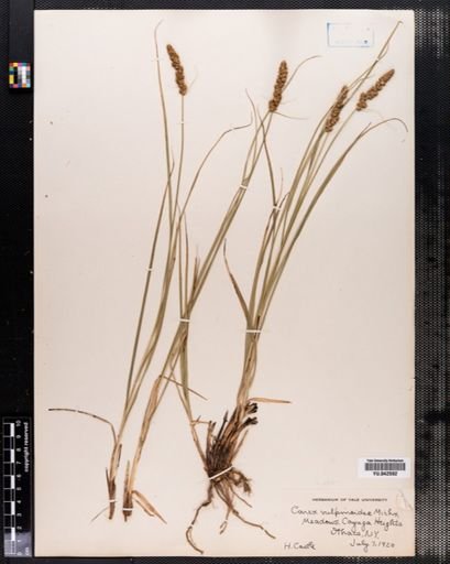 Carex vulpinoidea