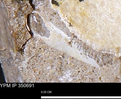 undet. Mollusca