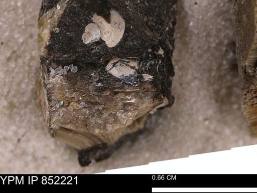 undet. Inoceramidae