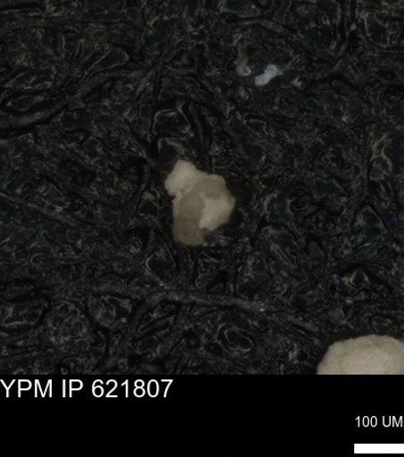 undet. Foraminiferida