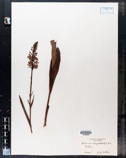 Habenaria psycodes