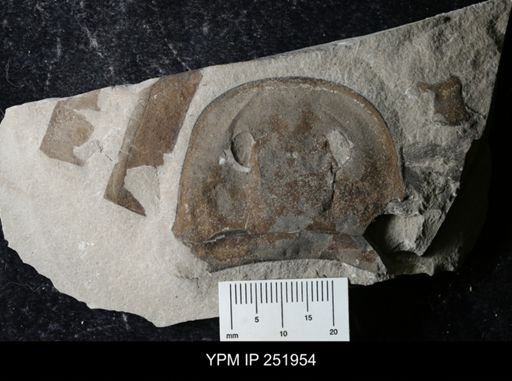 Eurypterus sp.