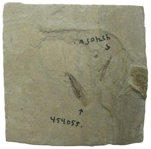 undet. Neuroptera