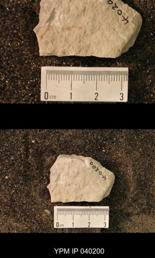 Hexapoda