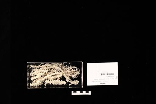 Viperidae