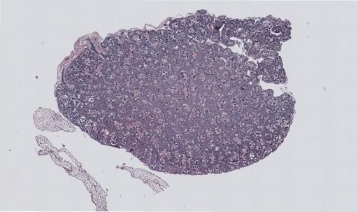Rana clamitans