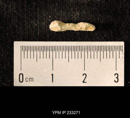 Archaeocidaris sp.