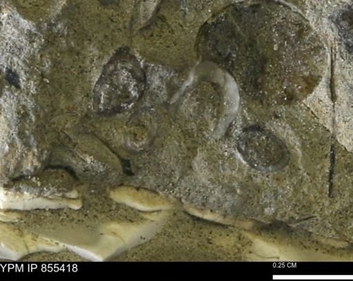 undet. Mollusca