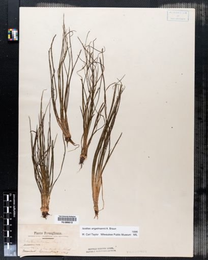Isoetes engelmannii