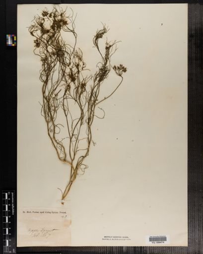 Plantae