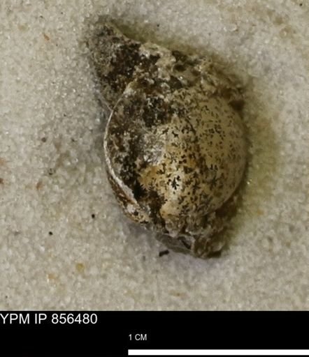 Limopsis striatopunctatus