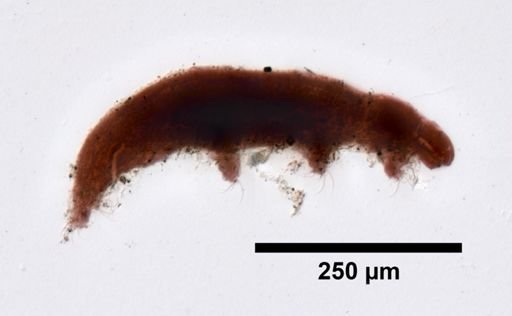 Dactylobiotus