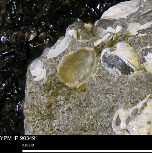 Corbulamella sp.
