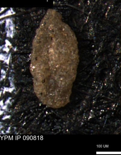Miliammina manitobensis