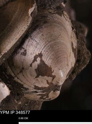 Limopsis striatopunctatus
