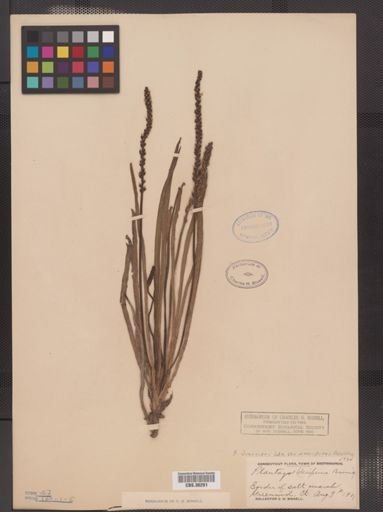 Plantae