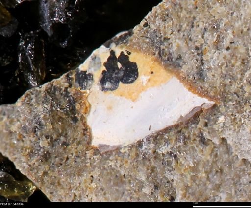 undet. Bivalvia
