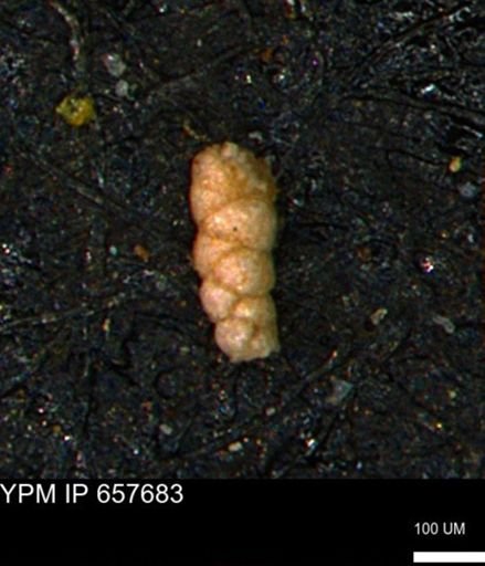 Verneuilinoides kansasensis