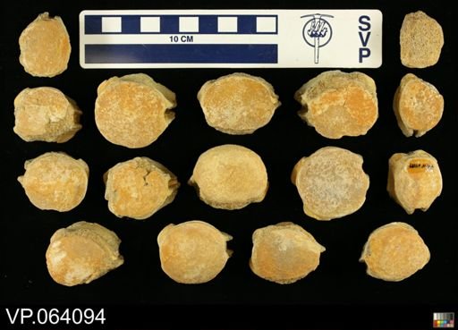 undet. Mosasauridae