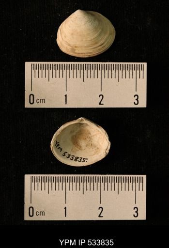 Macoma calcarea