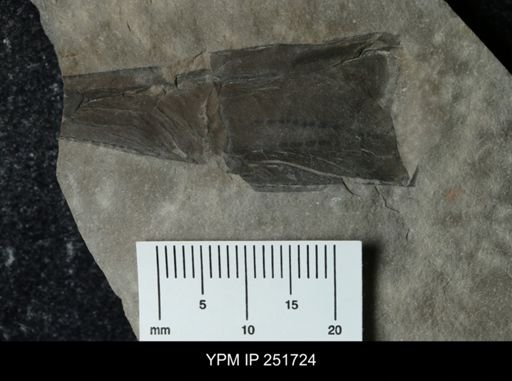 Eurypterus sp.