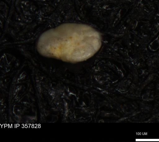 undet. Foraminiferida