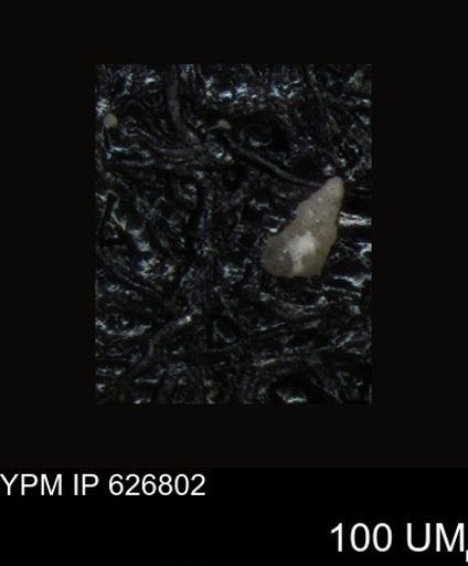 undet. Foraminiferida
