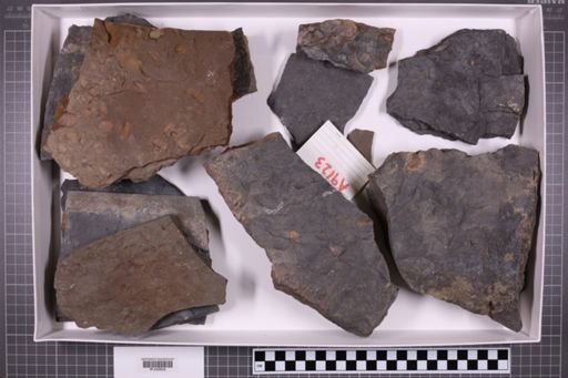 mixed taxa, stratigraphic collection