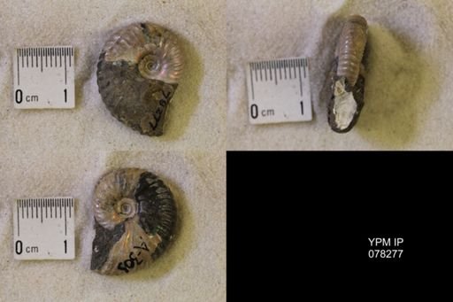 Hoploscaphites nicolletii
