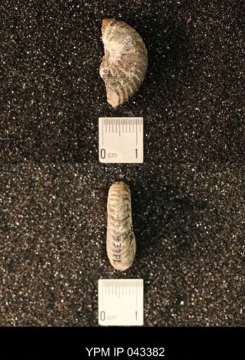 Hoploscaphites nicolletii