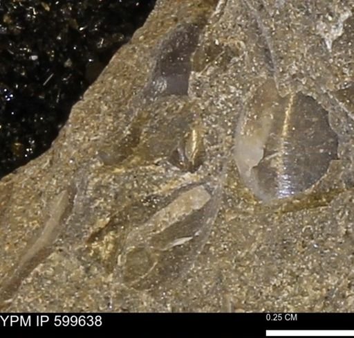 Protocardia subquadrata