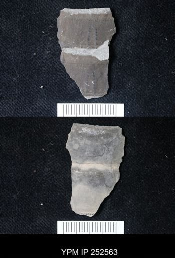 undet. Eurypterida